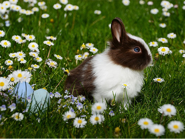 Pet rabbits require freedom to exercise