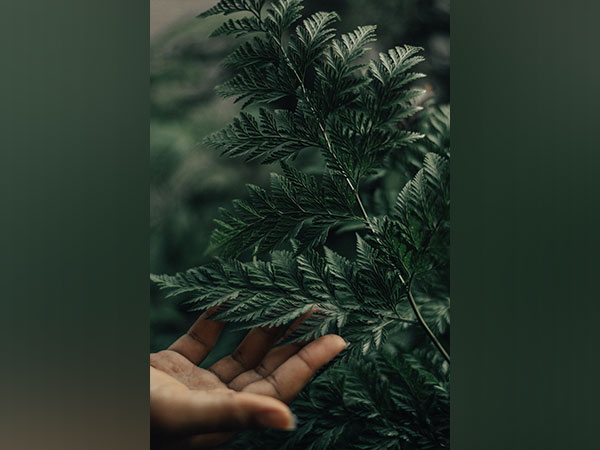 how plants pass down genetic memories