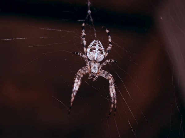 Some spiders transfer mercury contamination to land animals