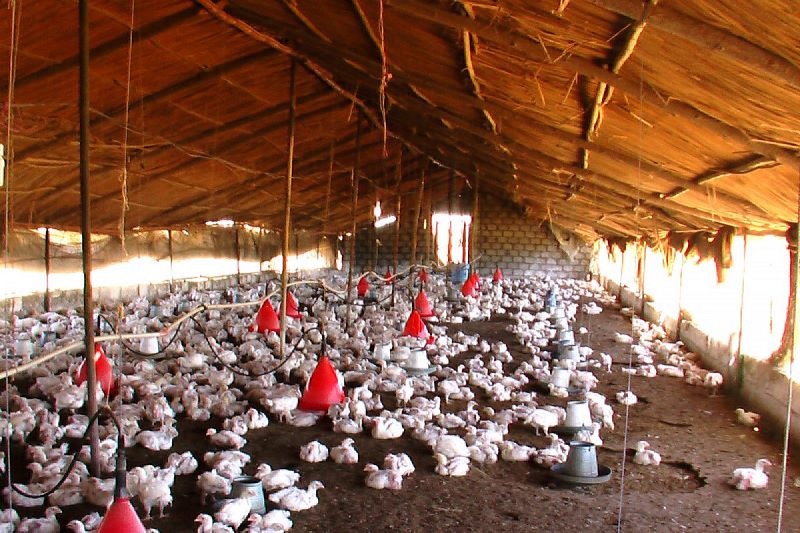 Bird flu spreads across Europe and Asia