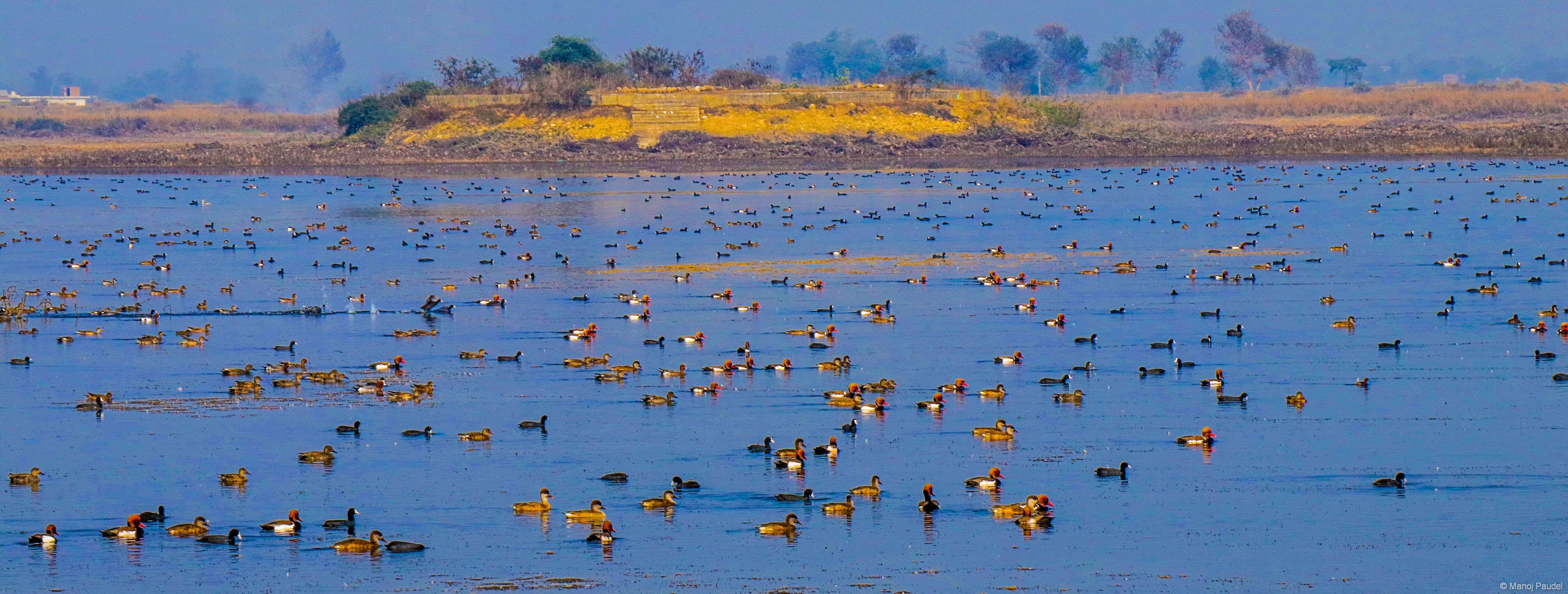 Migratory birds start coming in Chitwan