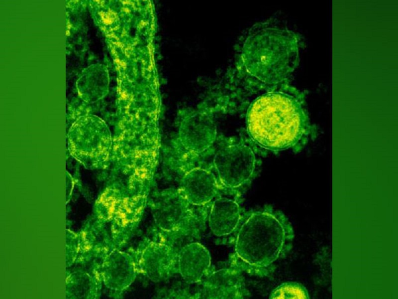 How immune cells migrate along self-generated gradients