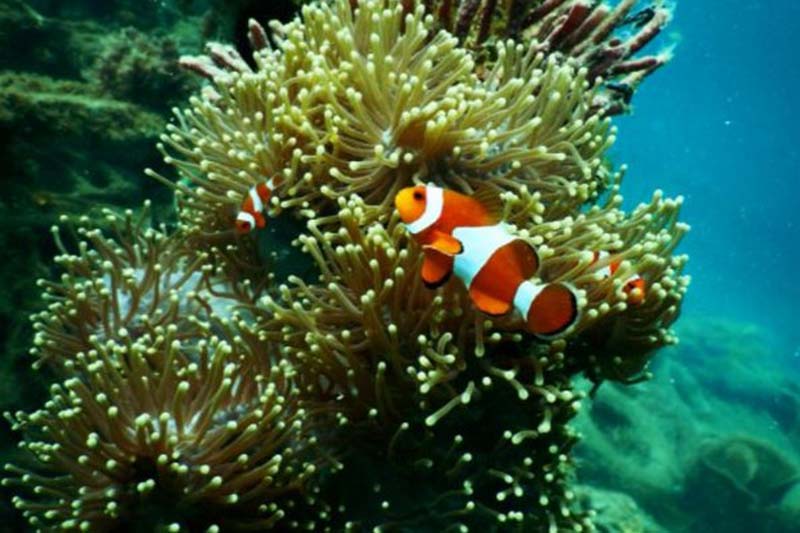 Corals survive heat with help of bacteria: Study