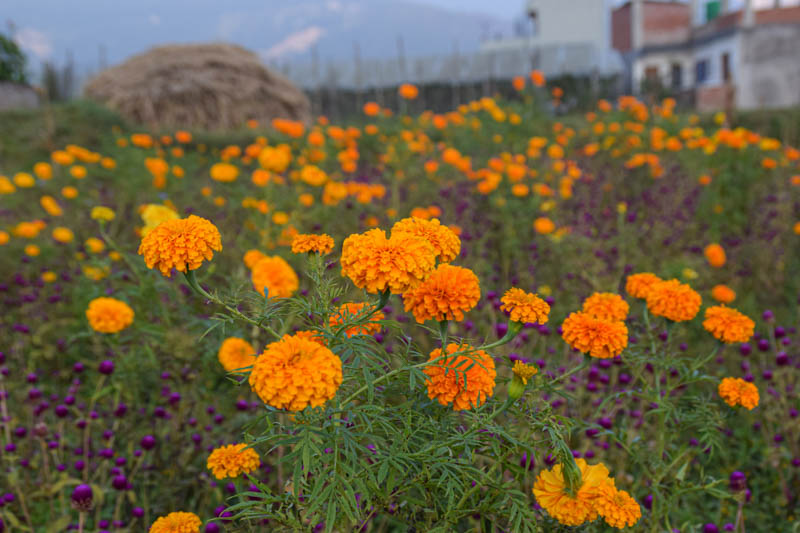 In Pictures: The connection of Tihar and flowers