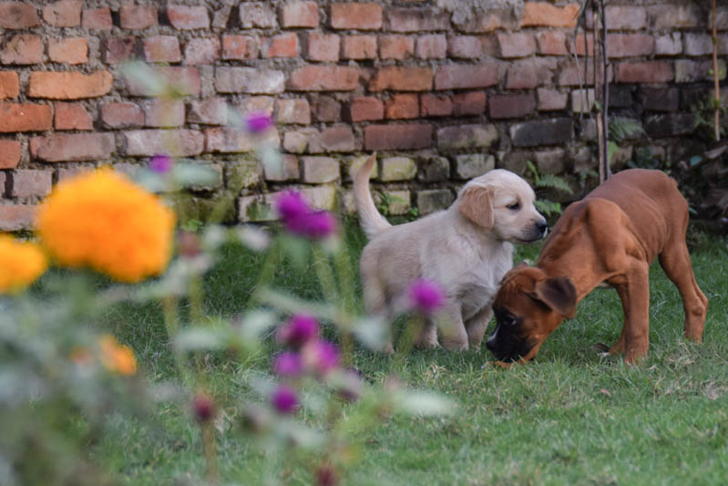 In pictures: Dogs in pet shops