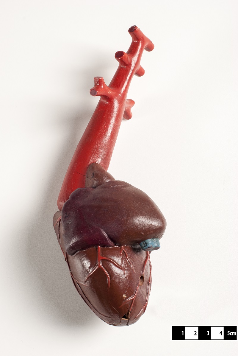 380 million year old heart discovered