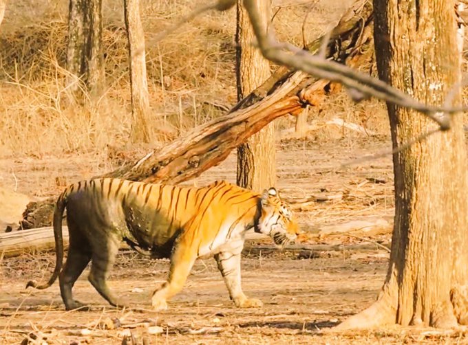 Popular tigress dies in Pench National Park, India