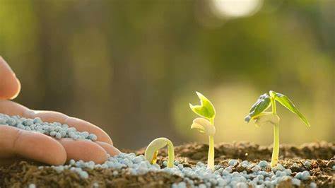 Shortage of chemical fertilizer in Parbat