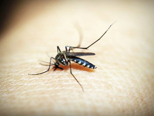 Dengue patients alarmingly increasing in the valley