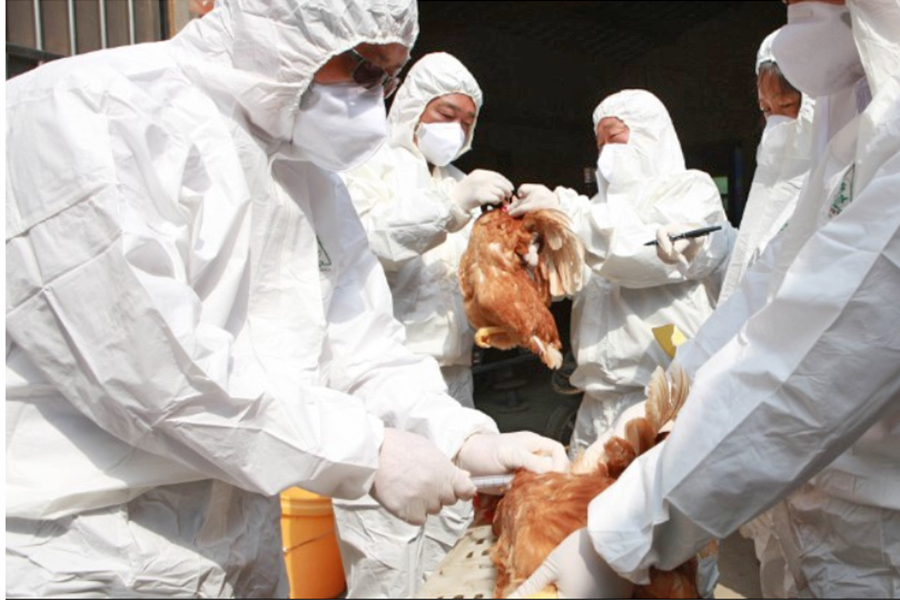 Bird Flu: Sample collection and monitoring in Kavre