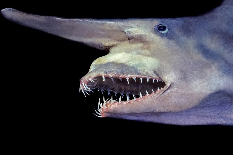 5 bizarre deep sea creatures that will leave you in awe