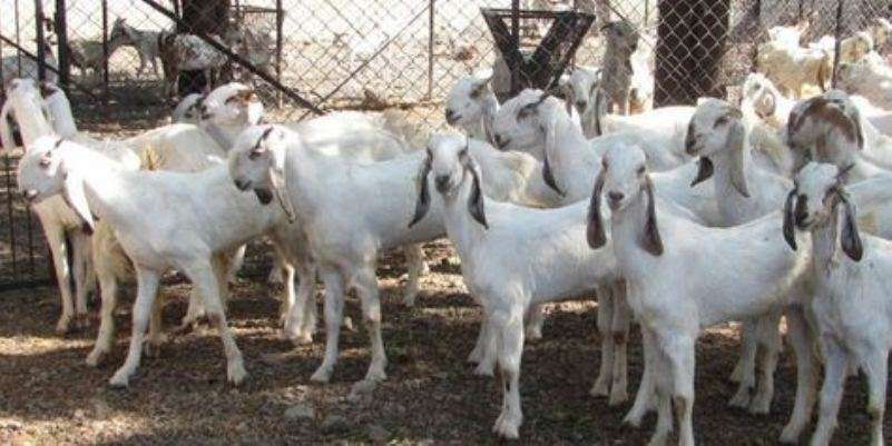 Karnali exports goats worth Rs 3.24 billion