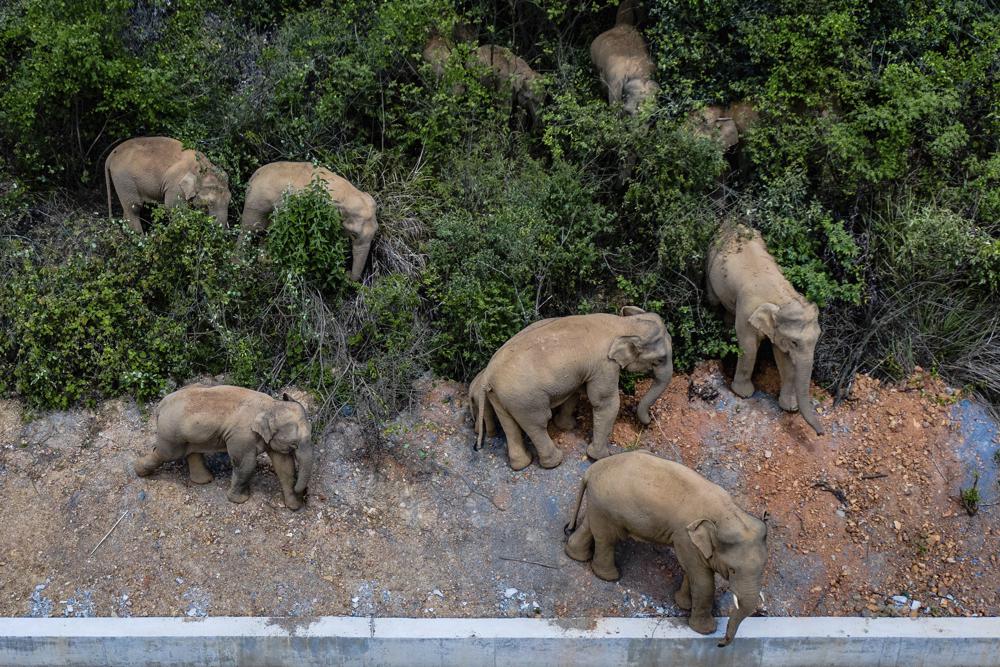 Wandering elephants on edge of China city
