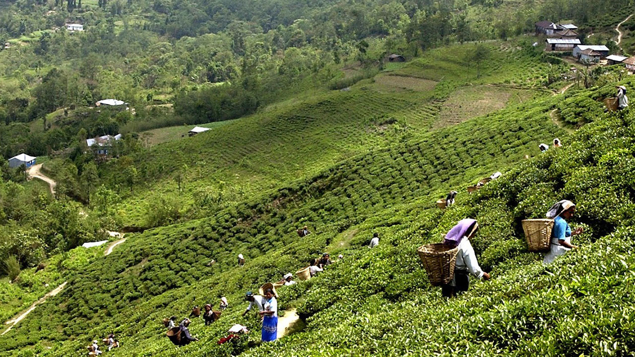 Plucking of tea leaves start in Illam
