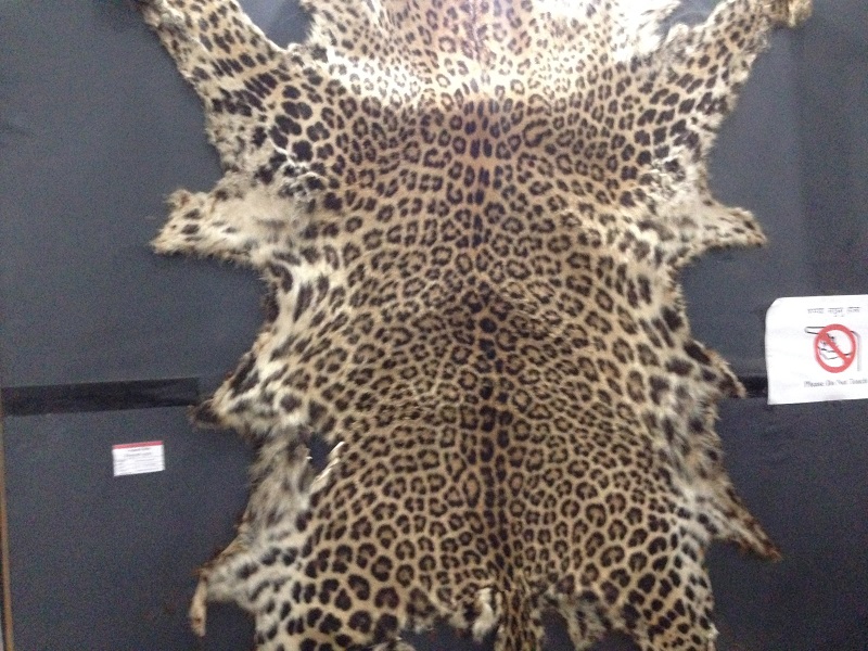 Three arrested in possession of leopard skin in Pyuthan