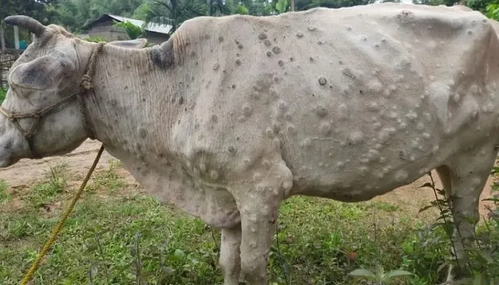 Lumpy skin kills 5,700 plus cattle in Lumbini; infection rate slows