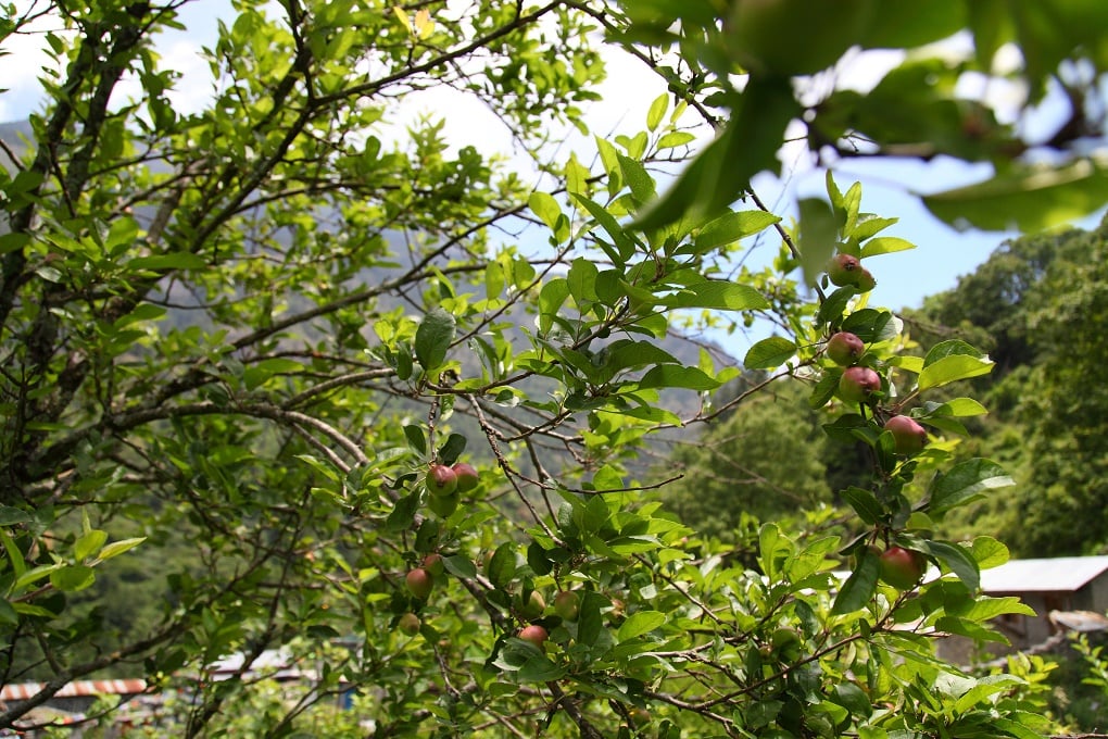 Manang farmers drawn towards apple farming
