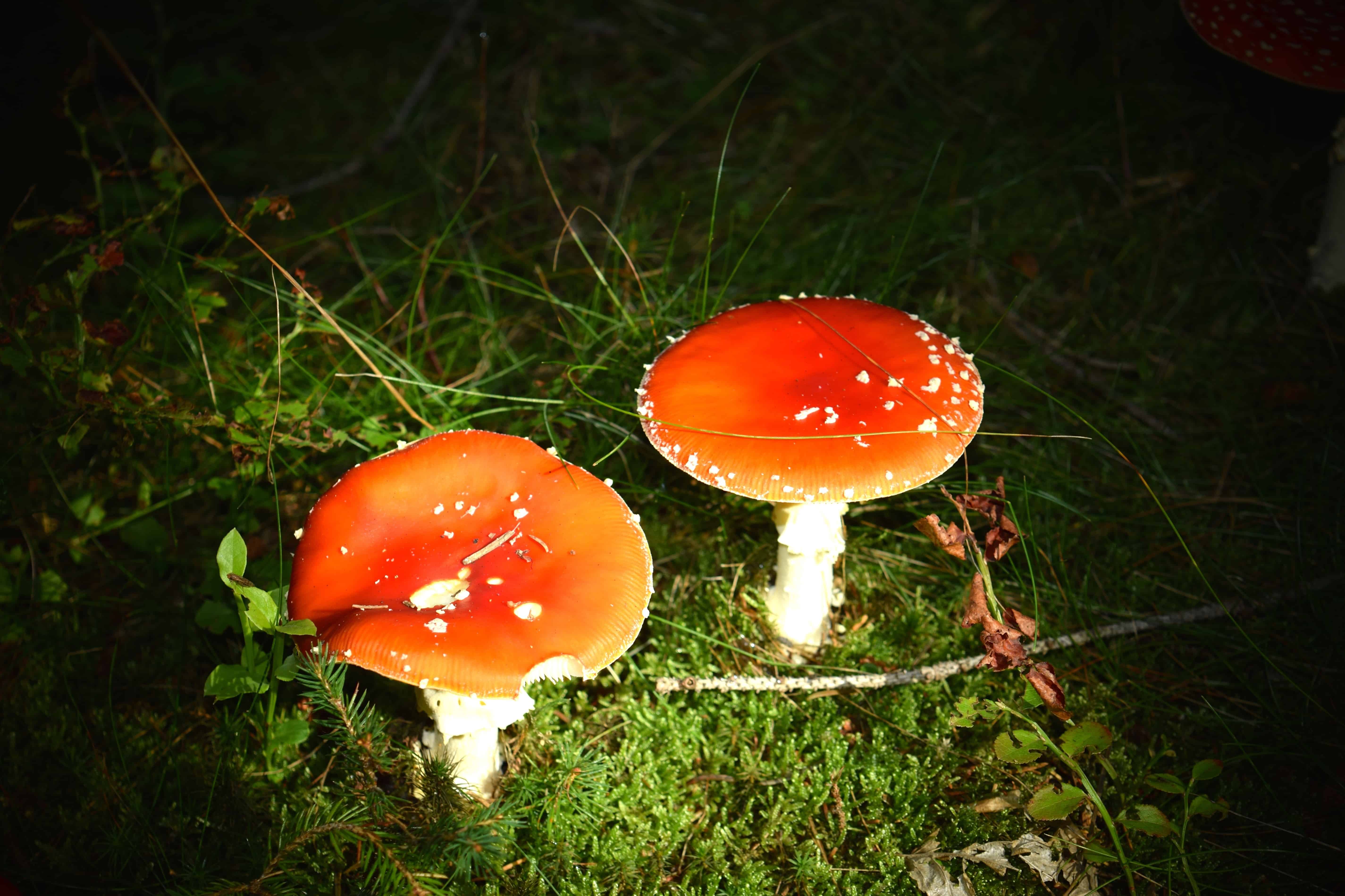 ‘Magic mushroom’ may help heavy drinkers quit