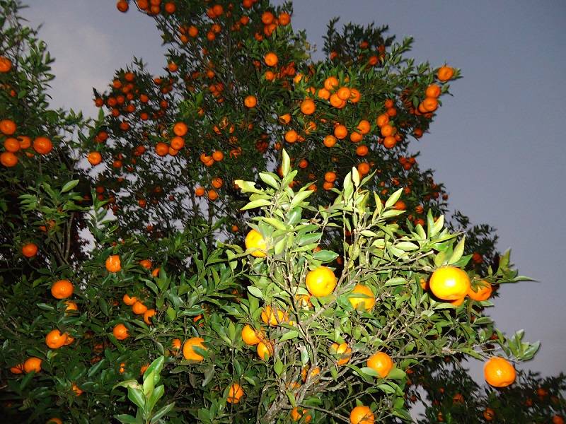 Villagers earning millions from the sale of oranges