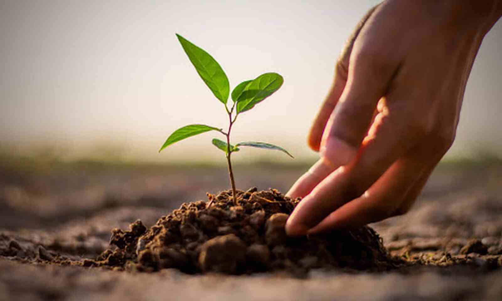 Minister Yadav urges to keep environment ‘green and clean’