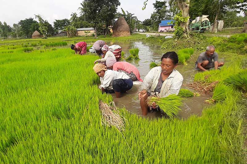 More than 300 hectares crops damaged in Myagdi
