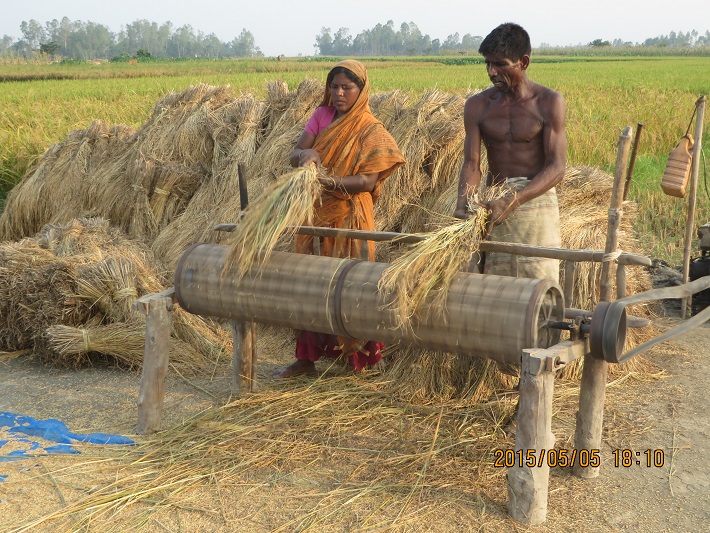 Practice of threshing paddy in dhiki-okhal disappearing