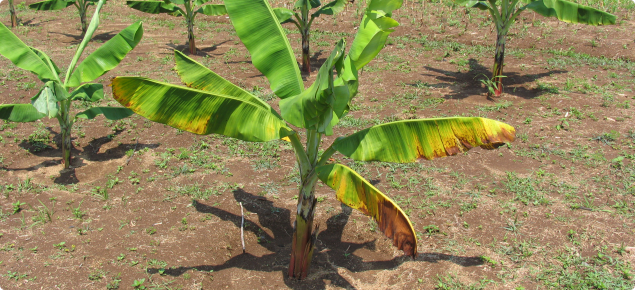 Panama disease in banana: primary study begins