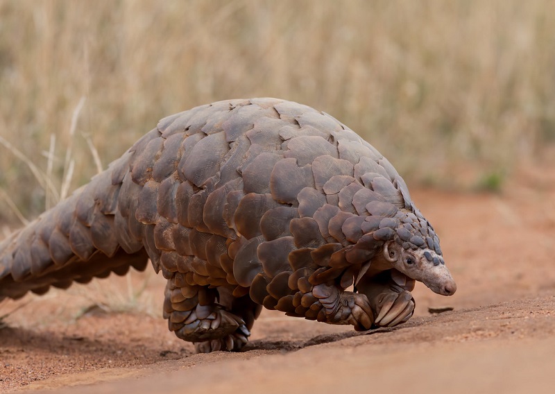 Pangolin rescued by Forest Division in Gorkha