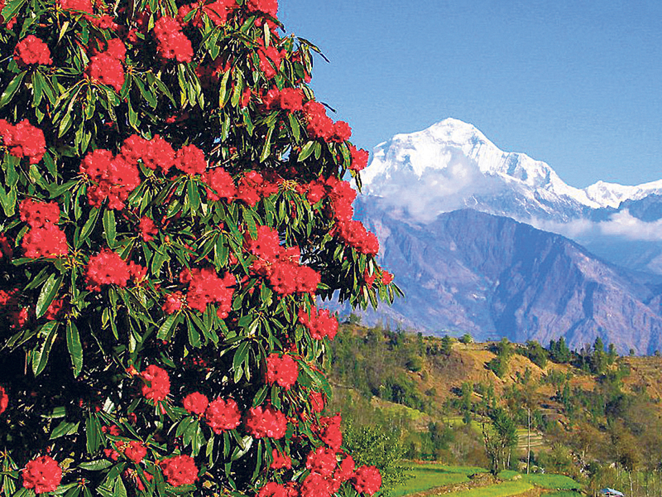 Rhododendrons stop to bloom on season in Taplejung