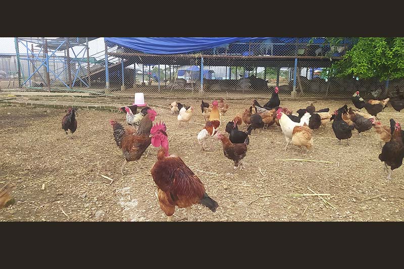 Over 3,000 chickens destroyed in Makawanpur