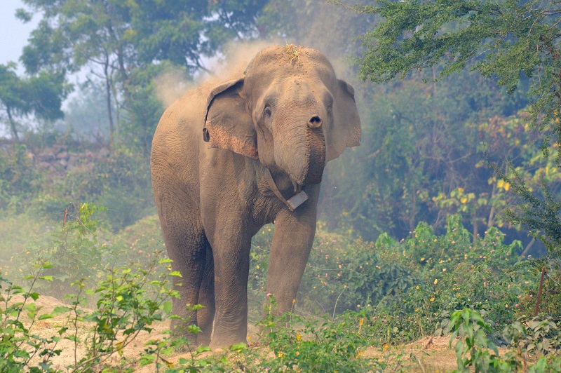 Wild elephant terrorizes Laljhadi people