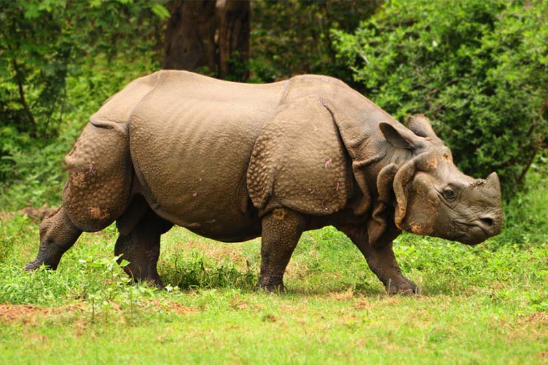 Rhino, tiger found dead in Chitwan National Park area