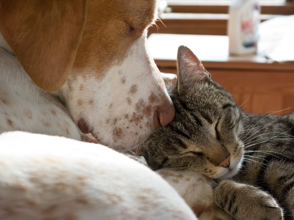 Animal Health and Livestock Services Council-2079BS Bill passed