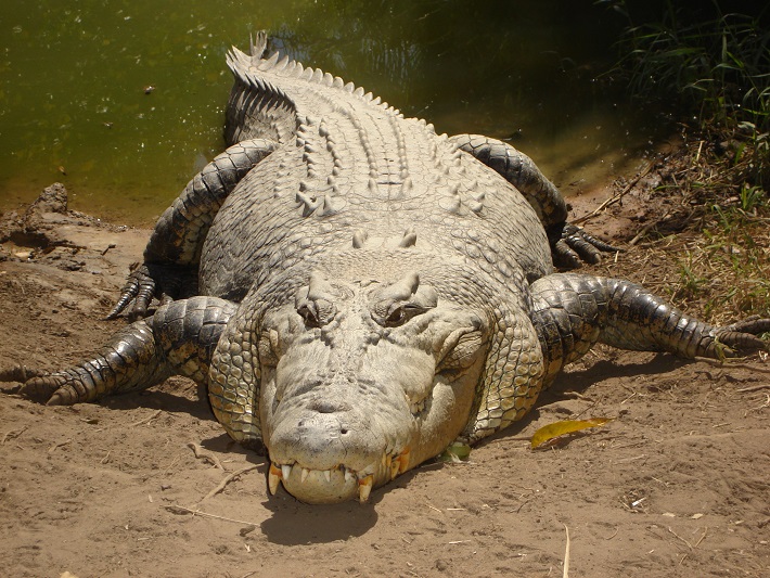 Man killed by crocodile