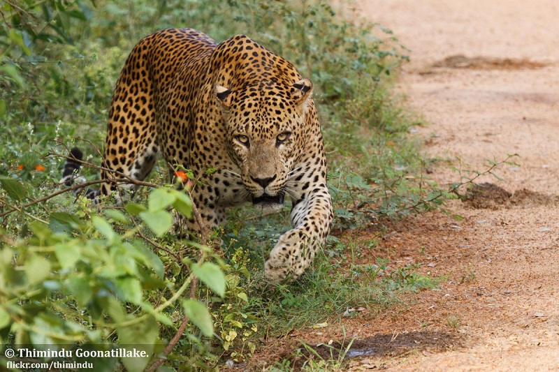 Villagers live in fear as Leopard kills half a dozen goats