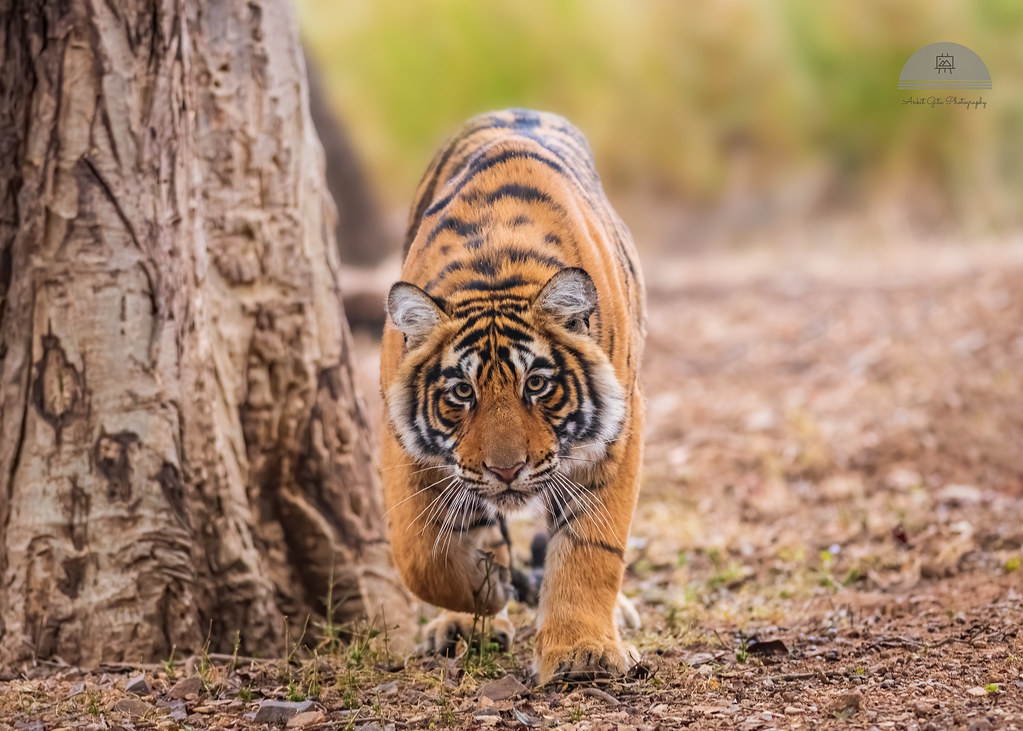Tiger menace keeping people indoors