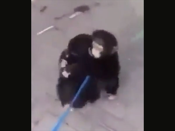Young chimpanzee brothers pour their hearts out in viral video