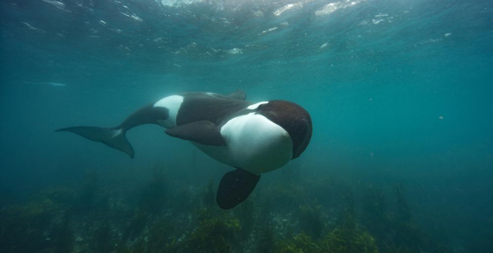 NatGeo’s ‘Secrets of the Whales’ surfaces little-known facts