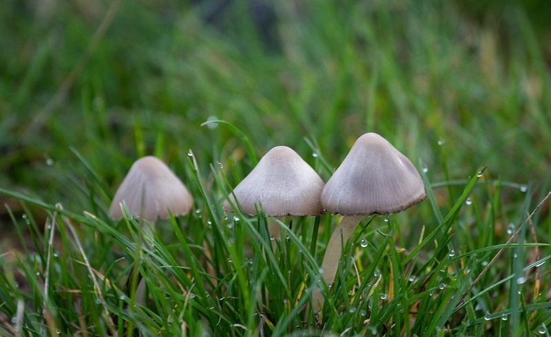 Entire family falls sick after consuming wild mushroom in Sankhuwasabha