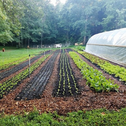 Vegetable farming flourishes in Naya Basti