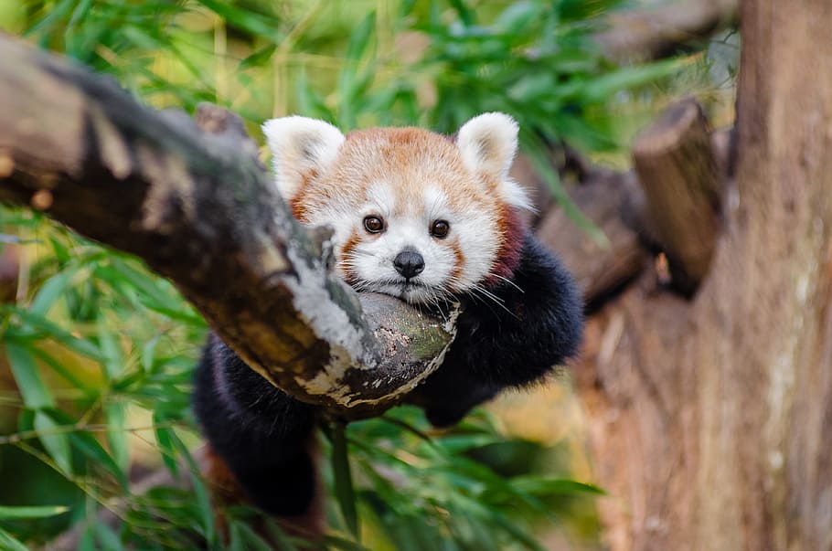 Red Panda trophy competition in Rasuwa