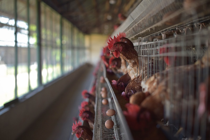 Bird flu detected in Bhaktapur