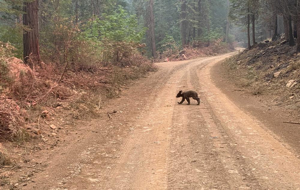 Bear cub loses mom to California wildfire