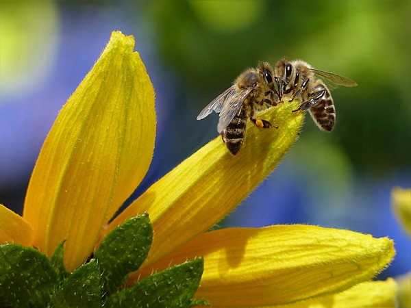 One dies after being stung by hornets