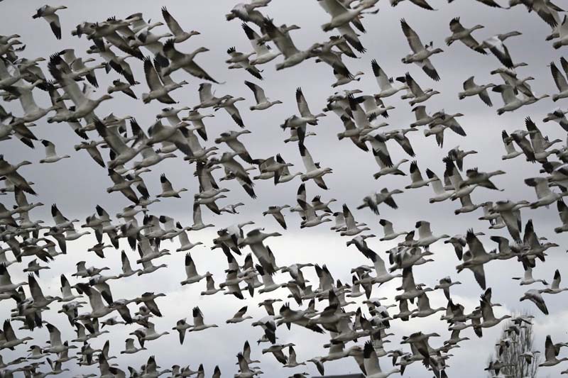 Trump policy that weakened wild bird protections is revoked