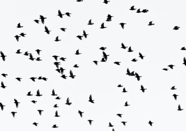 Bird malaria spreading via global hotspots: Study