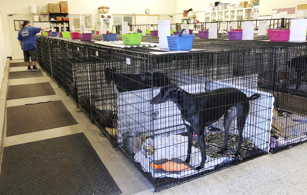 California to allow more canine blood banks, walk-in donors