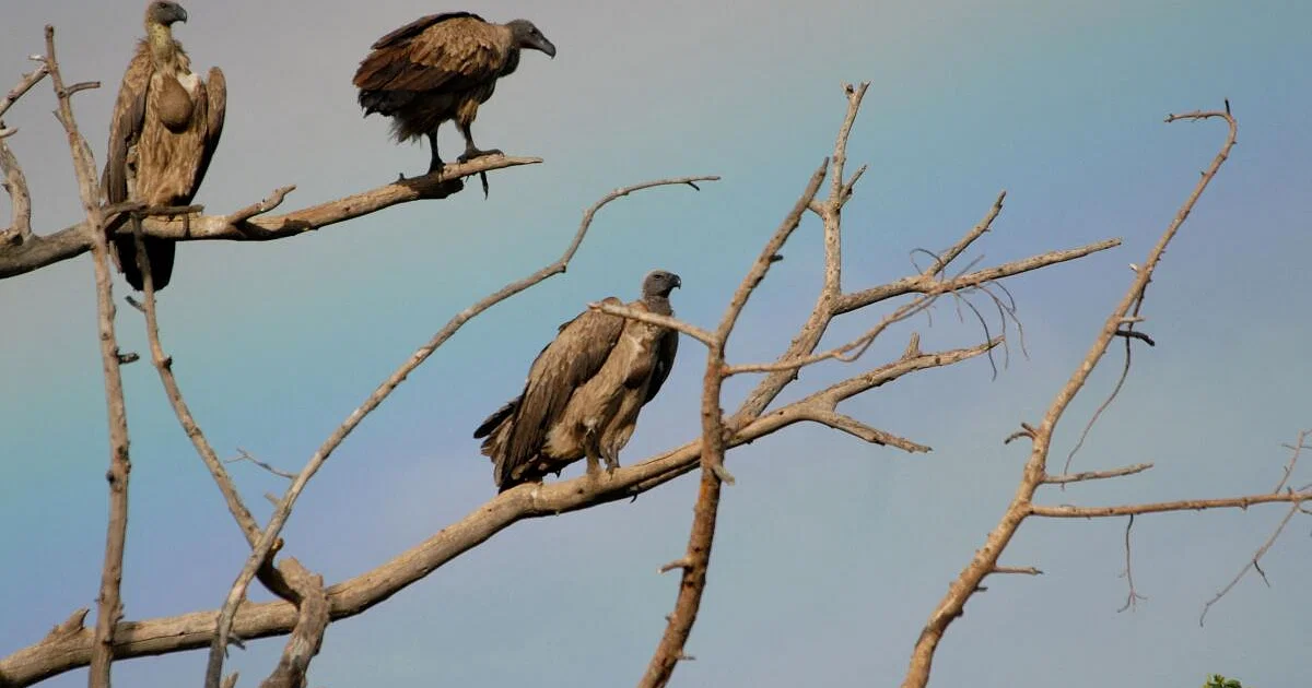 Government to ban Aceclofenac, Ketoprofen to protect vultures