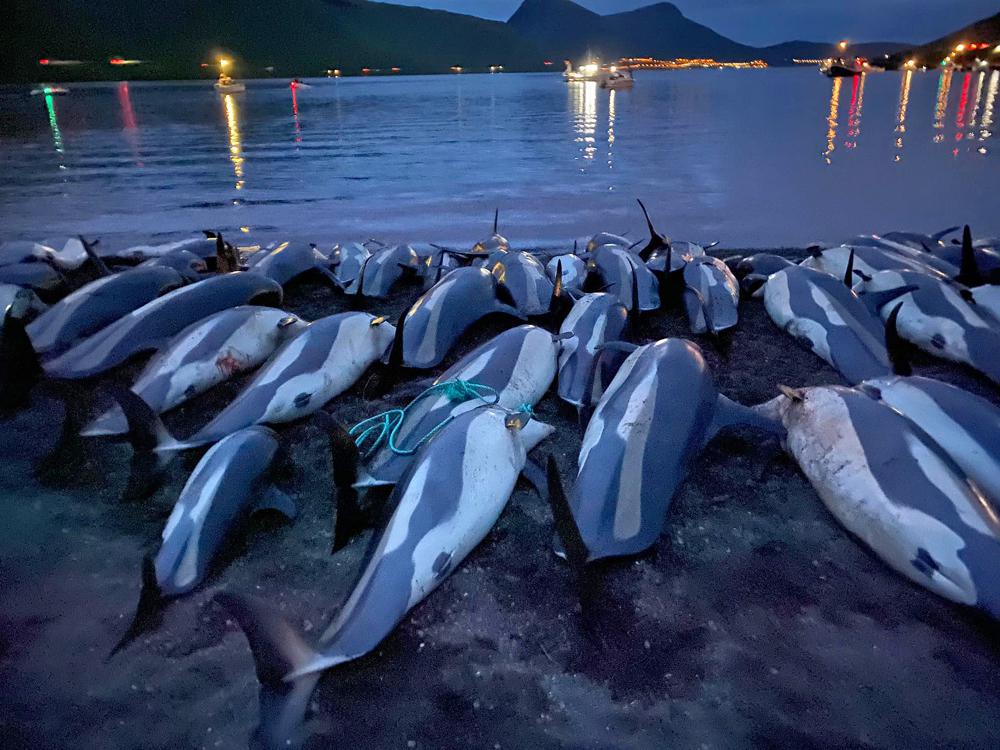 Animal rights group: Faeroes should end dolphin slaughters