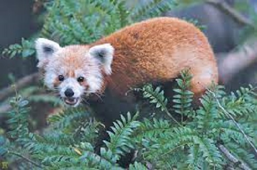Poaching causing problems in red panda conservation